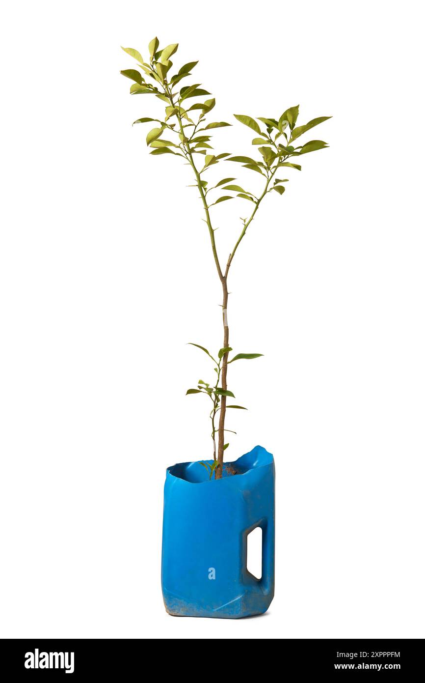 la plante de chaux cultivée dans de l'huile moteur jetée peut isoler le fond blanc, le jardinage de conteneurs et le concept de recyclage créatif, transformant les déchets en déchets productifs Banque D'Images