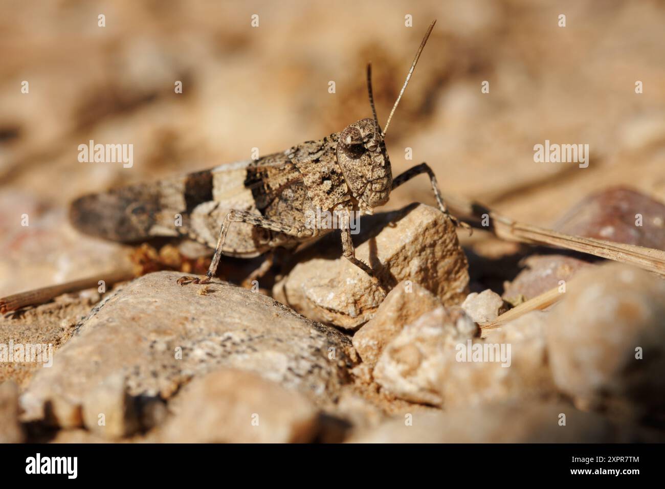 Sauterelle à ailes bleues Oedipoda caerulescens camouflée entre rochers et sol, Bocairente, Espagne Banque D'Images