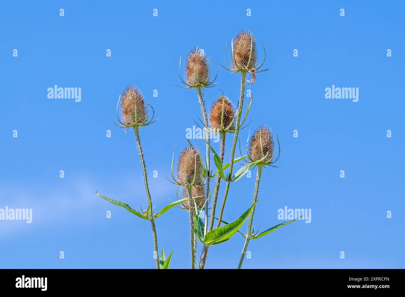 Teasel sauvage / teasel de fuller (Dipsacus fullonum / Dipsacus sylvestris) têtes de fleurs contre ciel bleu en été Banque D'Images