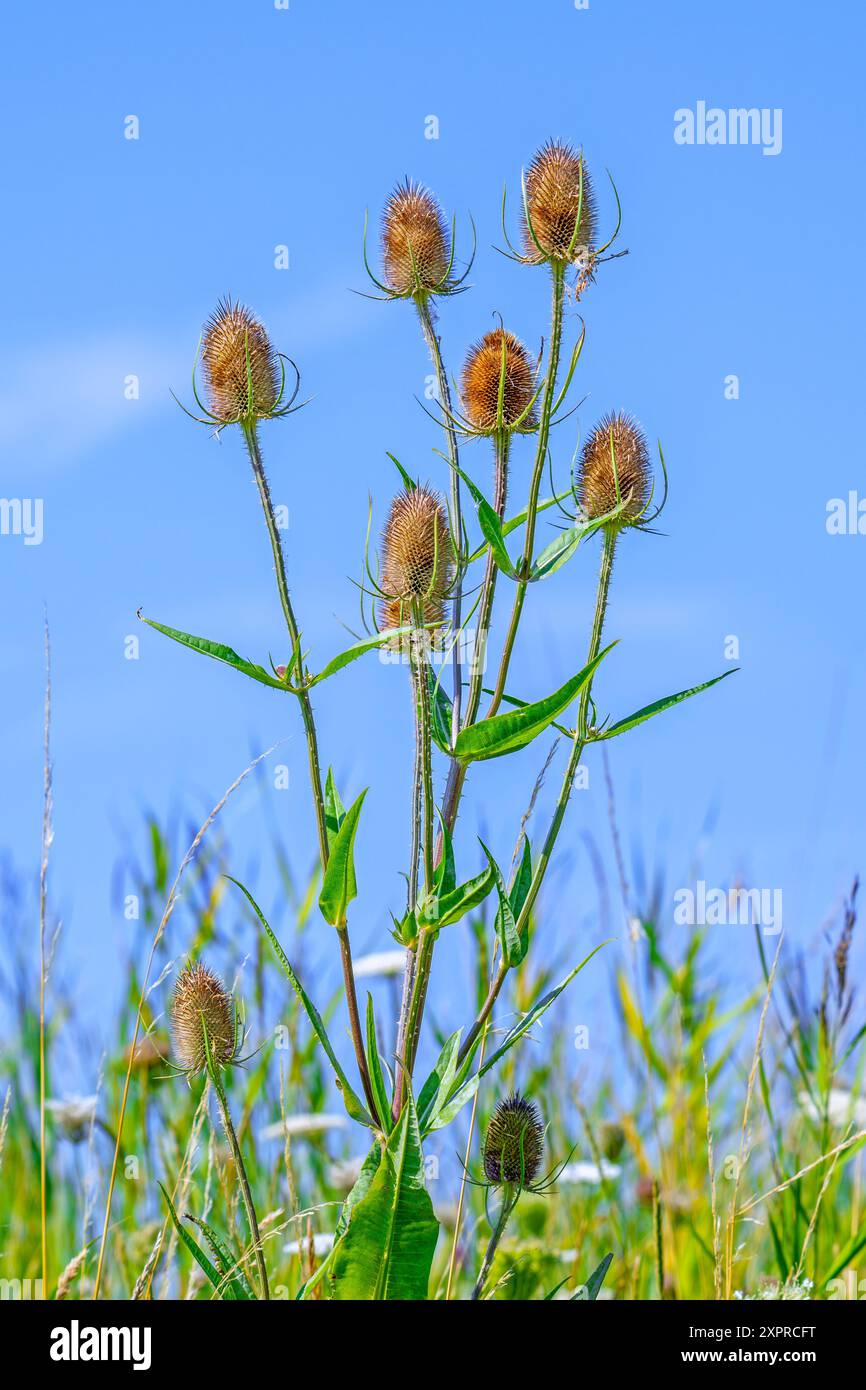 Teasel sauvage / teasel de fuller (Dipsacus fullonum / Dipsacus sylvestris) têtes de fleurs contre ciel bleu en été Banque D'Images