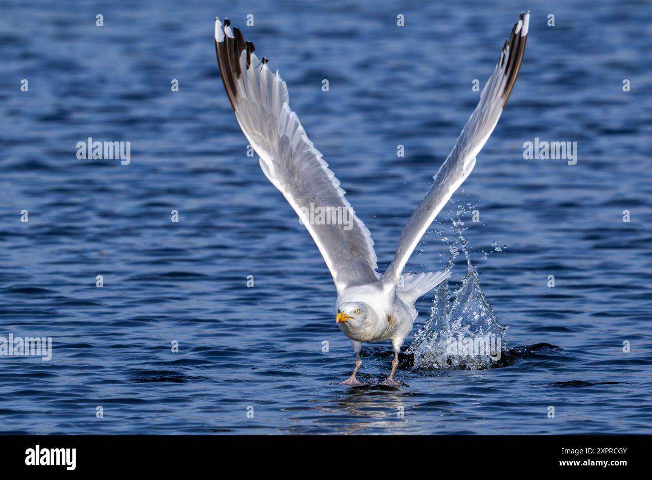 Goéland argenté d'Europe (Larus argentatus) mouette adulte décollant de la surface de l'eau de mer le long de la côte de la mer du Nord en été Banque D'Images