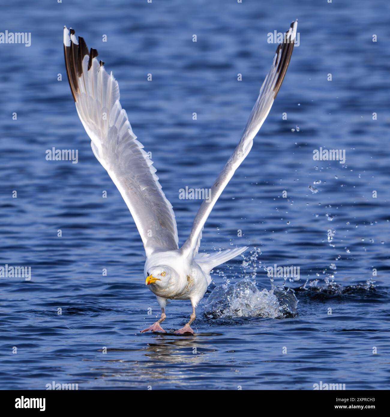 Goéland argenté d'Europe (Larus argentatus) mouette adulte décollant de la surface de l'eau de mer le long de la côte de la mer du Nord en été Banque D'Images