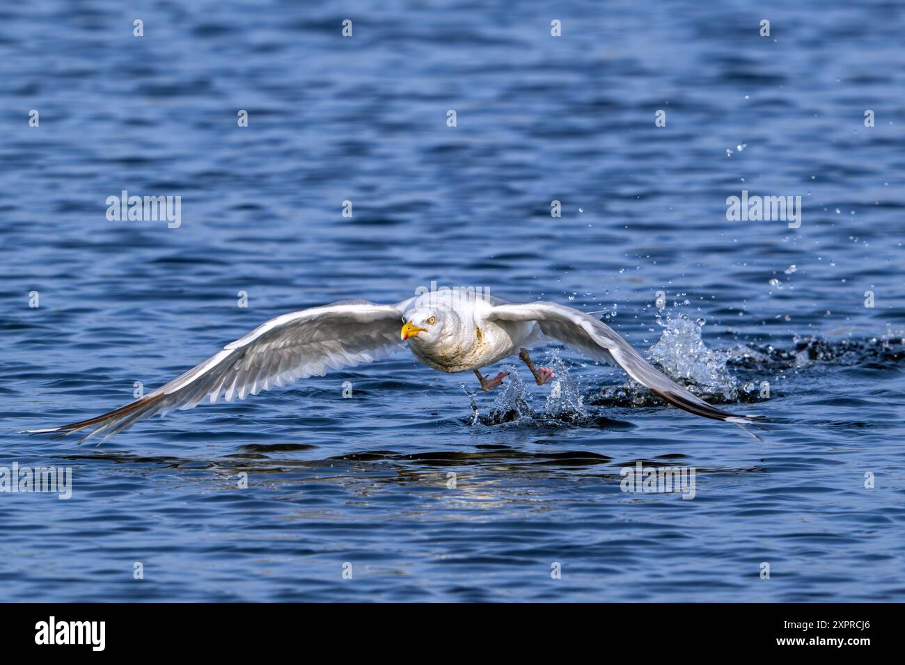 Goéland argenté d'Europe (Larus argentatus) mouette adulte décollant de la surface de l'eau de mer le long de la côte de la mer du Nord en été Banque D'Images