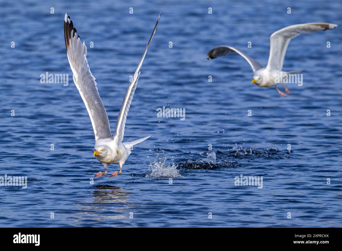 Goéland argenté d'Europe (Larus argentatus) mouette adulte décollant de la surface de l'eau de mer le long de la côte de la mer du Nord en été Banque D'Images