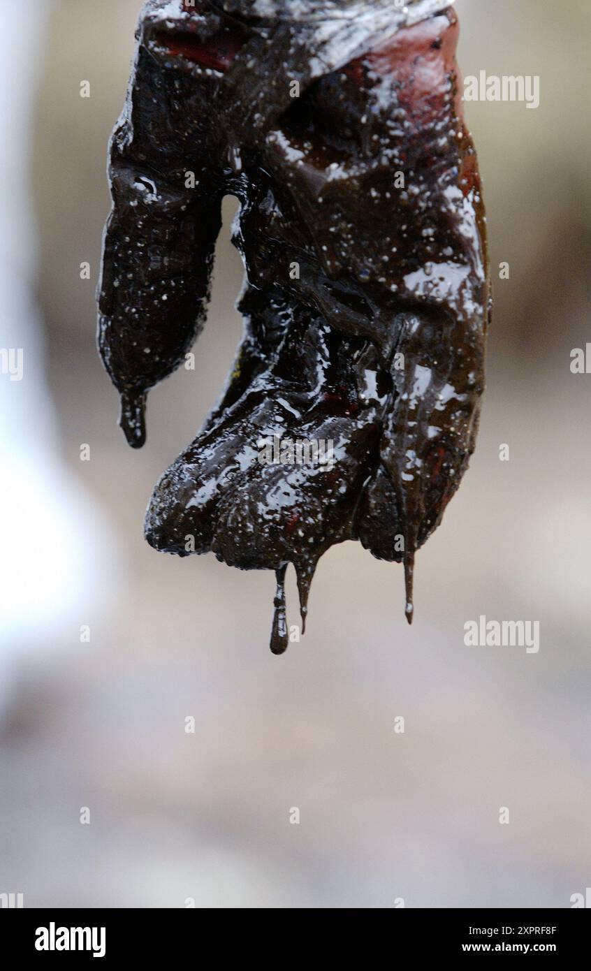 Main de volontaire vêtu de vêtements de protection pour recueillir le déversement de carburant ( chapapote ) du pétrolier Prestige. Dec. 2002. Galice. Espagne Banque D'Images