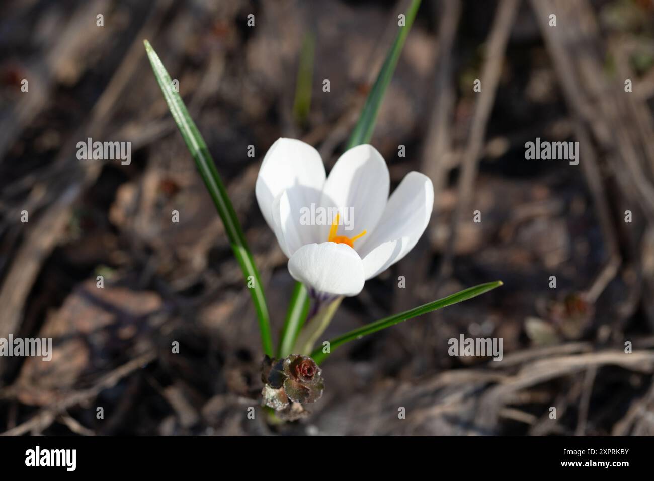 Fleurs blanches printanières Crocus Jeanne d'Arc macro. De beaux pétales et étamines en gros plan. Paysage de prairie avec des plantes en fleurs Banque D'Images