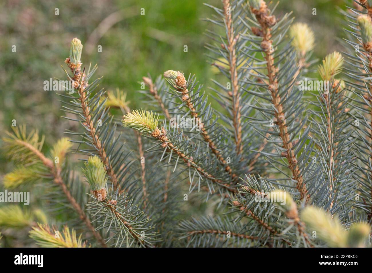 Branches d'épinette sur un fond vert. L'épinette bleue, l'épinette verte, l'épinette blanche. Picea Abies. Gros plan d'une brindille de pin au printemps. Banque D'Images