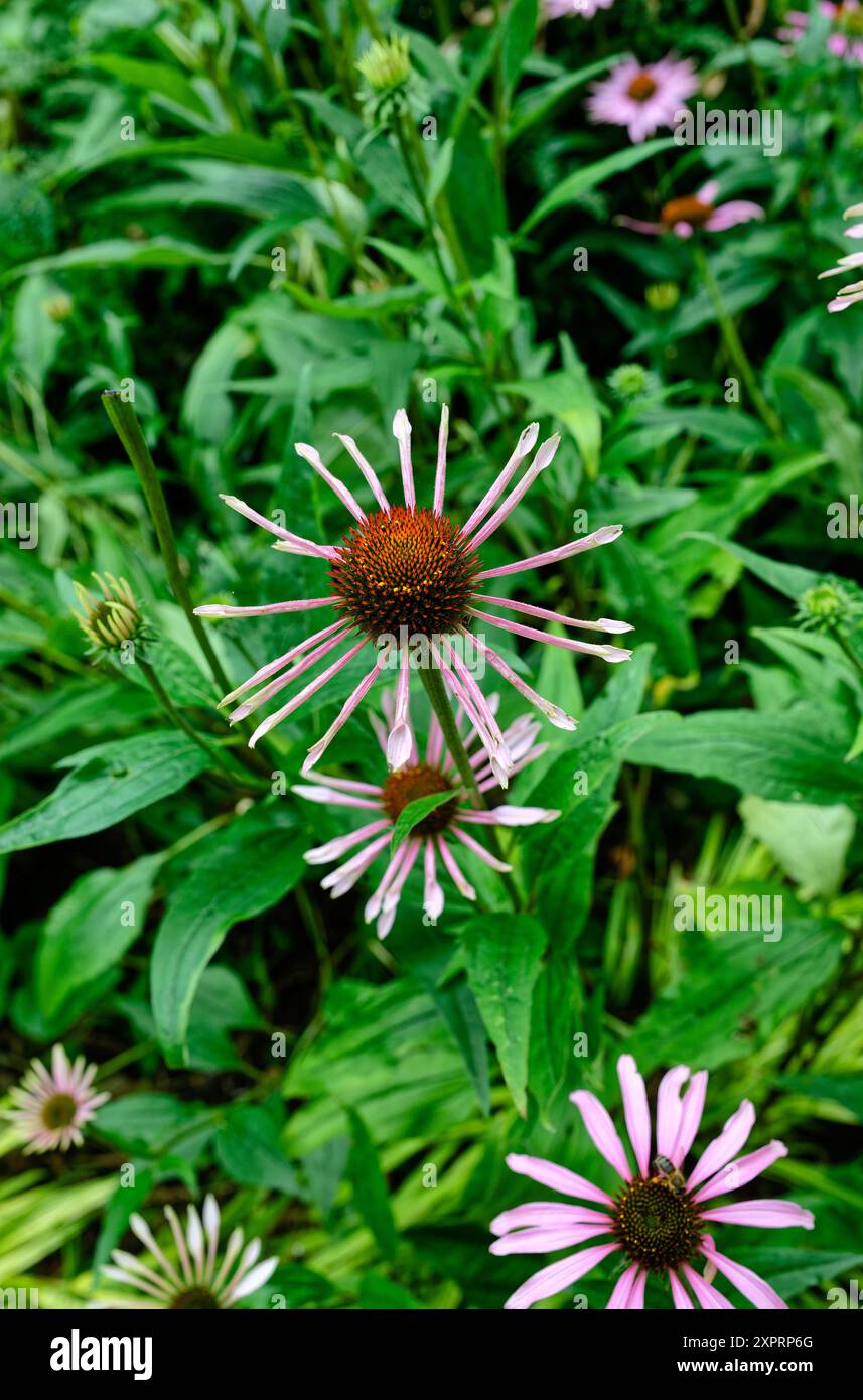 Violet conflower Banque D'Images
