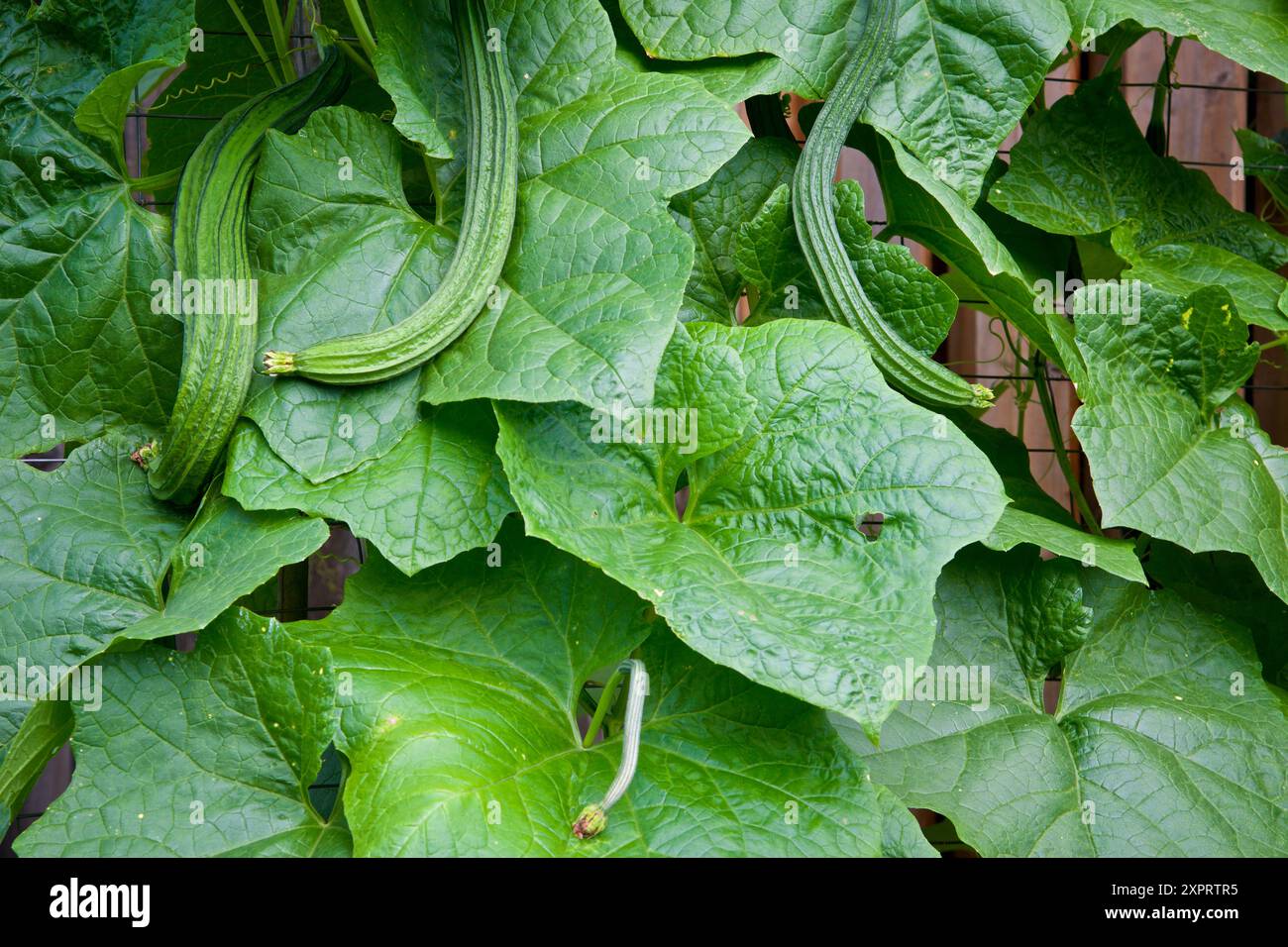 Gourdes de luffa chinois grimpant le grillage de poulet dans le projet de jardinage urbain. Banque D'Images