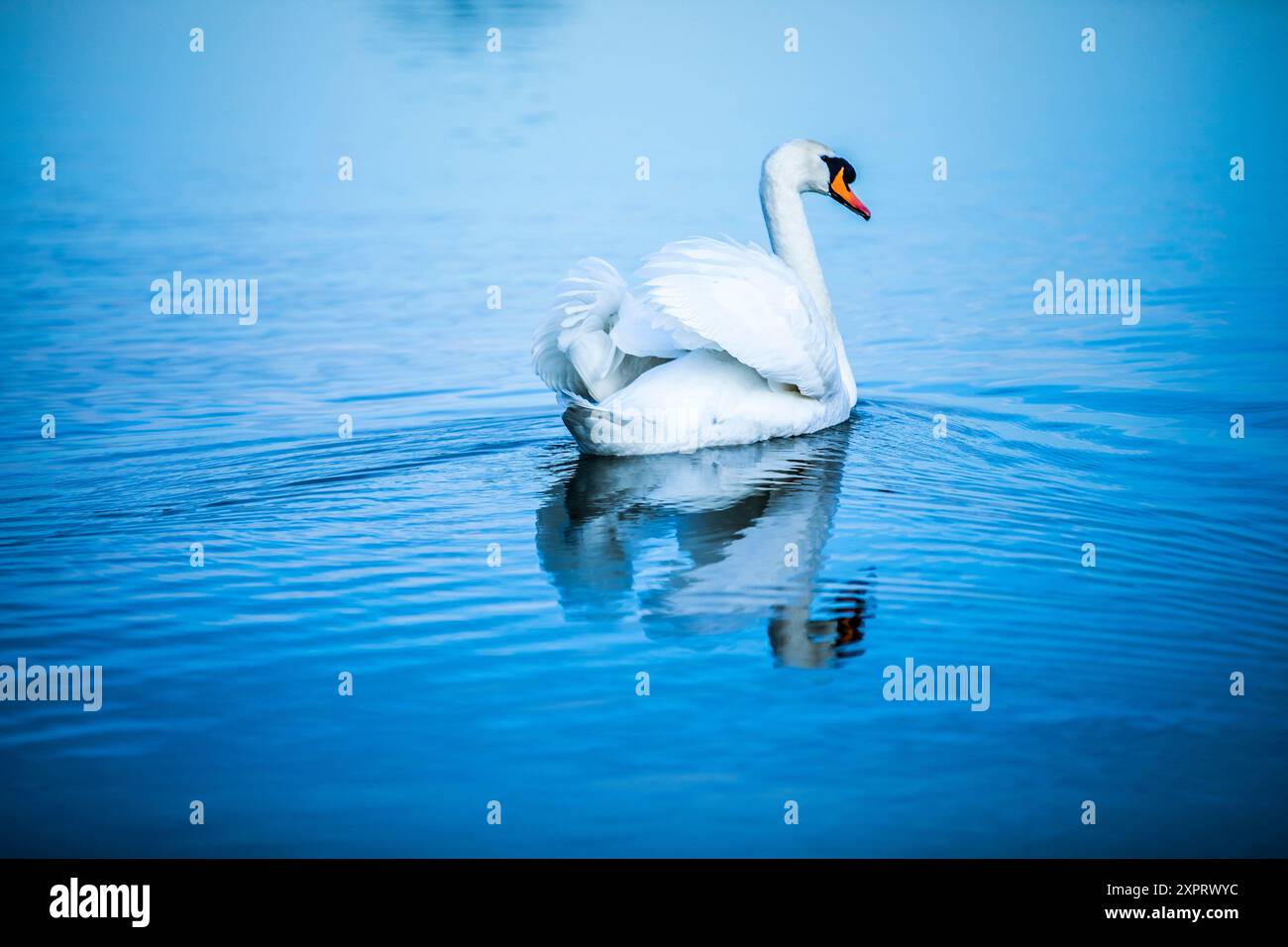 Mute swan (Cygnus olor) Banque D'Images