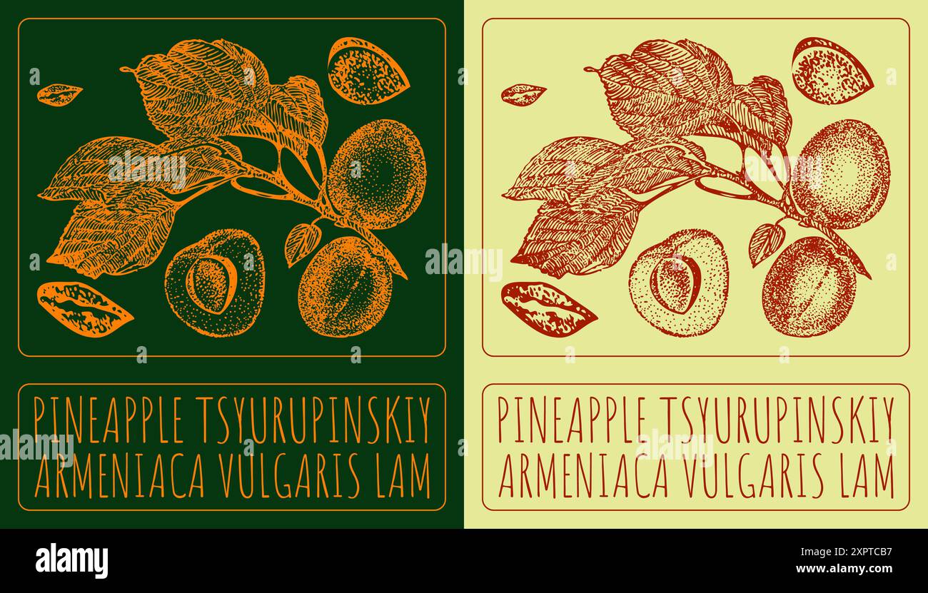 Vecteur dessin ANANAS TSYURUPINSKIY. Illustration dessinée à la main. Le nom latin est ARMENIACA VULGARIS LAM. Illustration de Vecteur