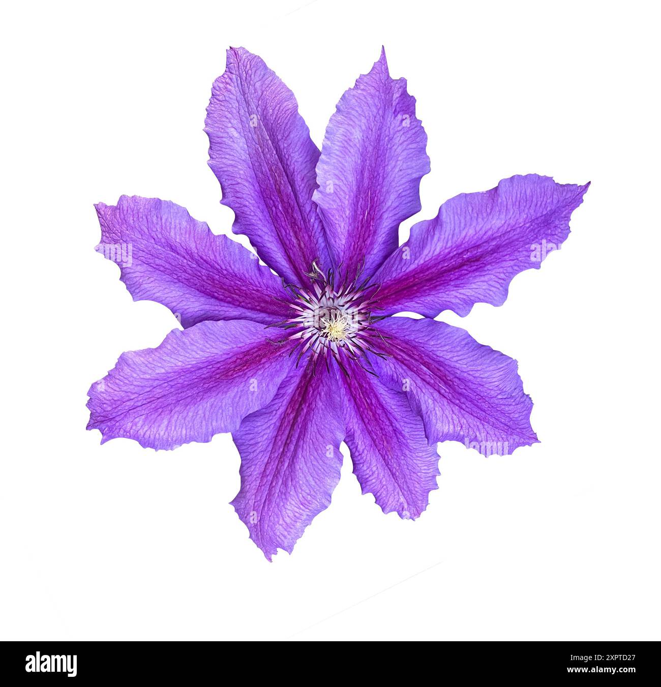 Belle fleur violette Clematis isolée sur fond blanc. Motif floral, objet avec masque de découpage. Plat, vue de dessus. Banque D'Images