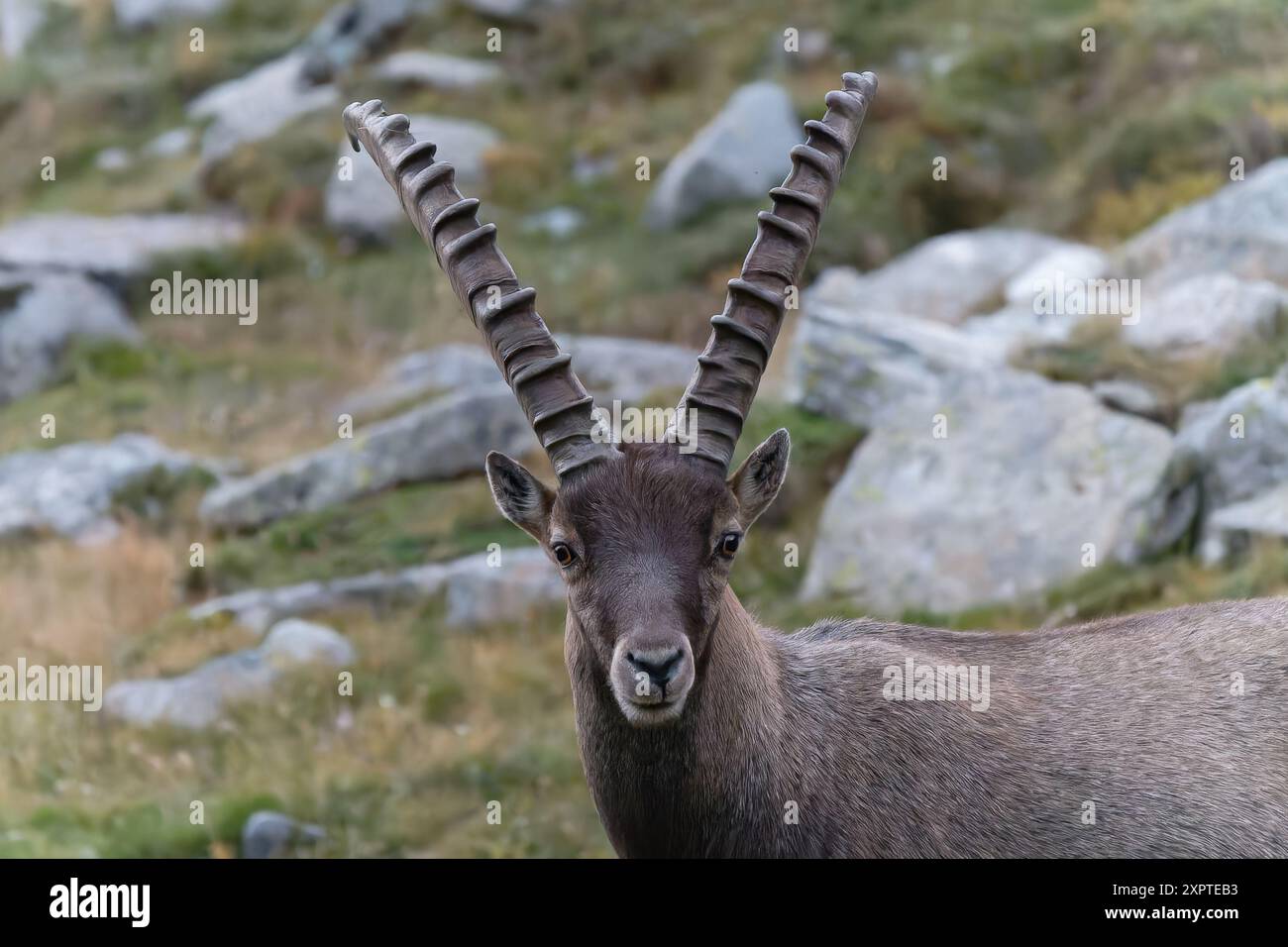 Août 2022 - regard intense d'un bouillon sauvage et de longues cornes dans le parc Gran Paradiso - saison estivale - Rifugio Vittorio Sella - Val di Cogne Banque D'Images