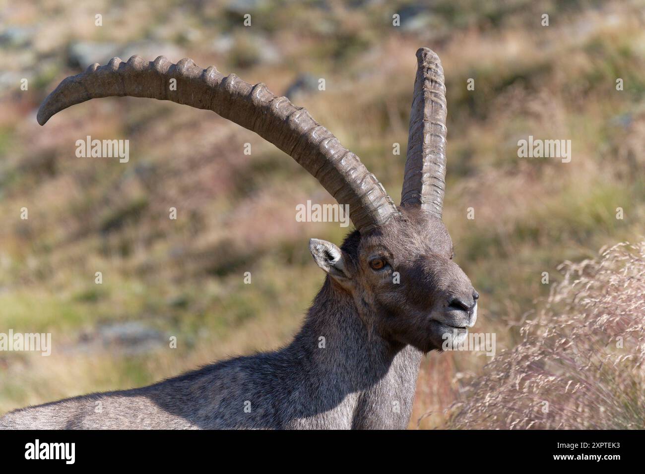 Août 2022 - regard intense d'un bouillon sauvage et de longues cornes dans le parc Gran Paradiso - saison estivale - Rifugio Vittorio Sella - Val di Cogne (AO) Banque D'Images