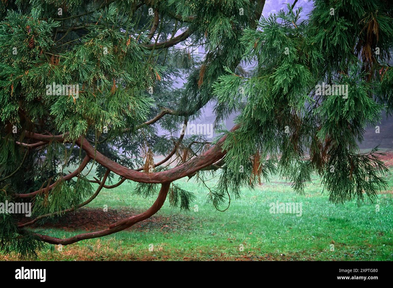 Séquoia géant (Sequoiadendron giganteum), Cupressaceae. grand conifère, plante ornementale. Banque D'Images