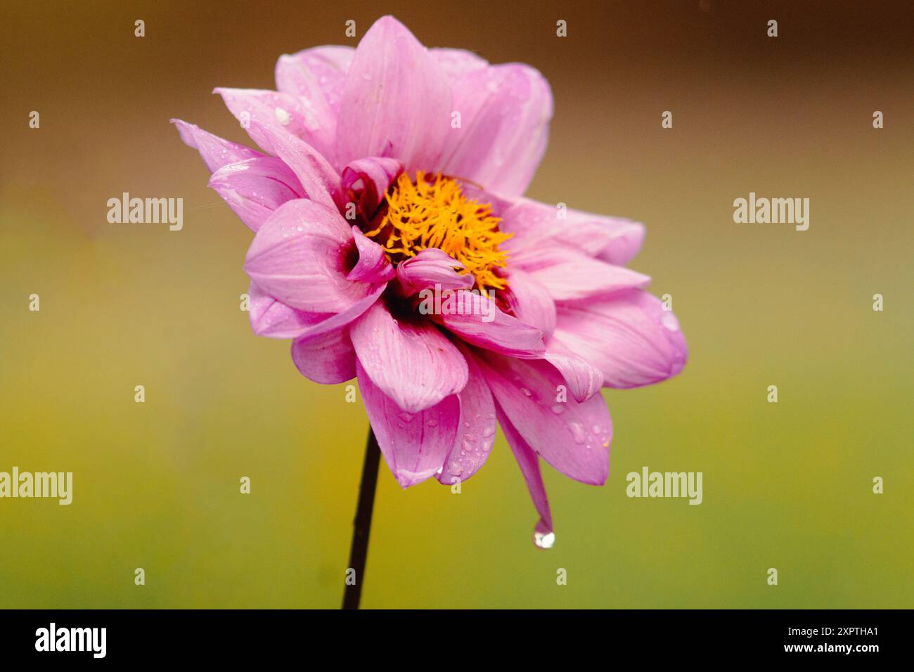 Gros plan d'un dahlia de jardin vibrant en pleine floraison, capturant les détails complexes de ses pétales colorés et sa texture riche. Idéal pour la nature, floral, Banque D'Images