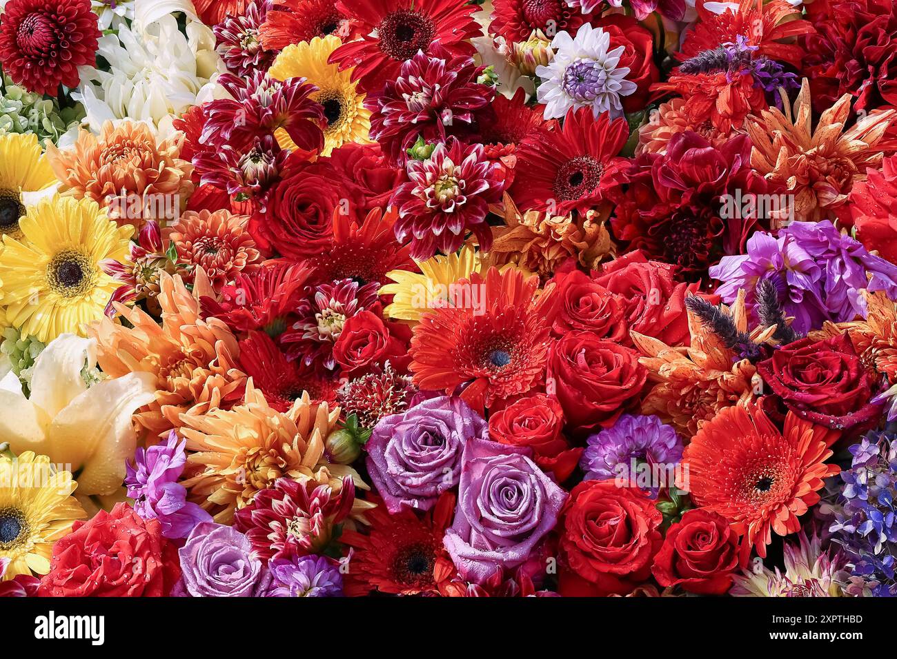 Fond de fleurs colorées. Fête des mères, Saint Valentin, concept de célébration d'anniversaire. Vue de dessus, carte de vœux Banque D'Images