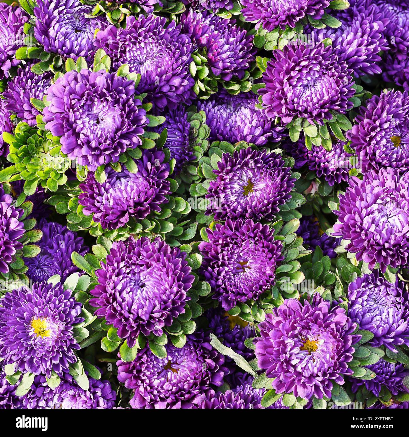 Fond de fleurs d'aster violet. Fête des mères, Saint Valentin, concept de célébration d'anniversaire. Vue de dessus Banque D'Images