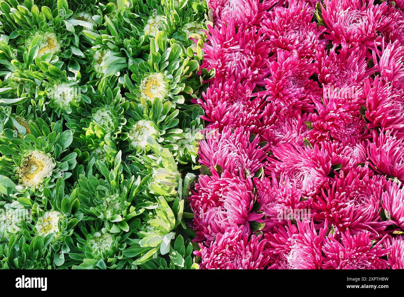 Fond de fleurs d'aster rose et vert. Fête des mères, Saint Valentin, concept de célébration d'anniversaire. Vue de dessus Banque D'Images