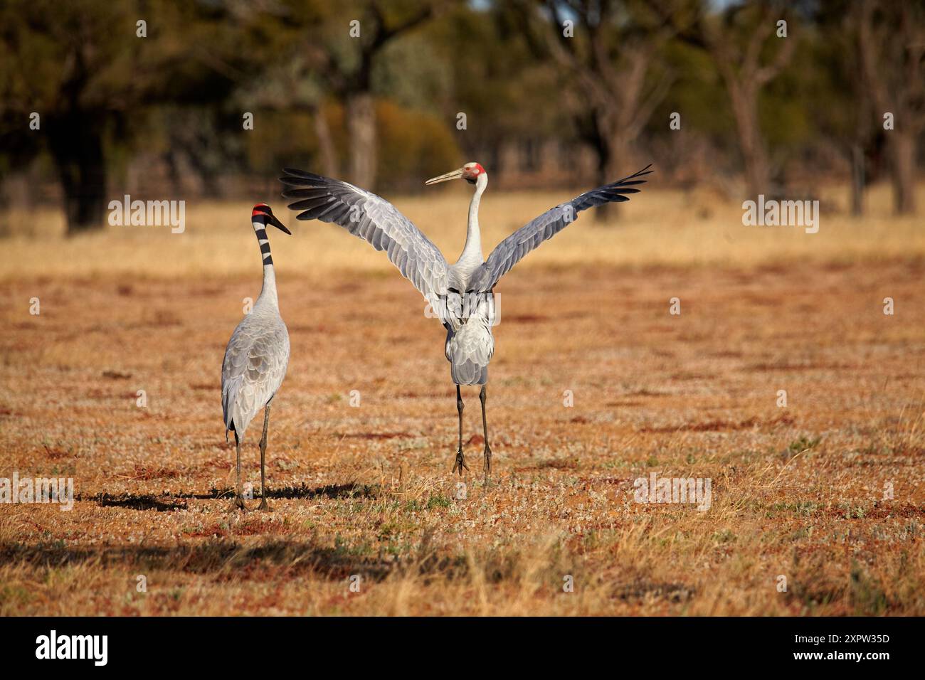 Brolgas ( Grus rubicunda ) Quilpie, outback Queensland, Australie Banque D'Images