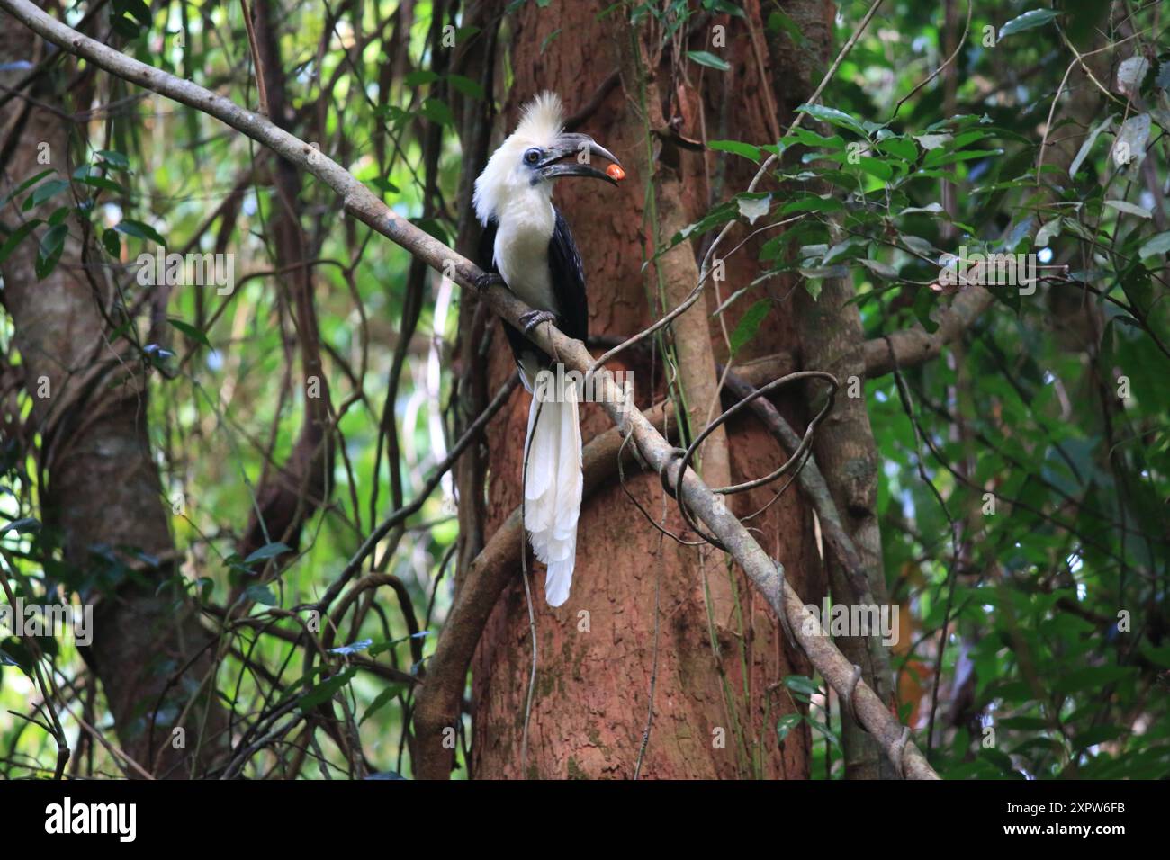 Le bec de corne à couronne blanche (Berenicornis comatus), également connu sous le nom de bec de corne à crête longue ou bec de corne à crête blanche. Cette photo a été prise en Thaïlande Banque D'Images