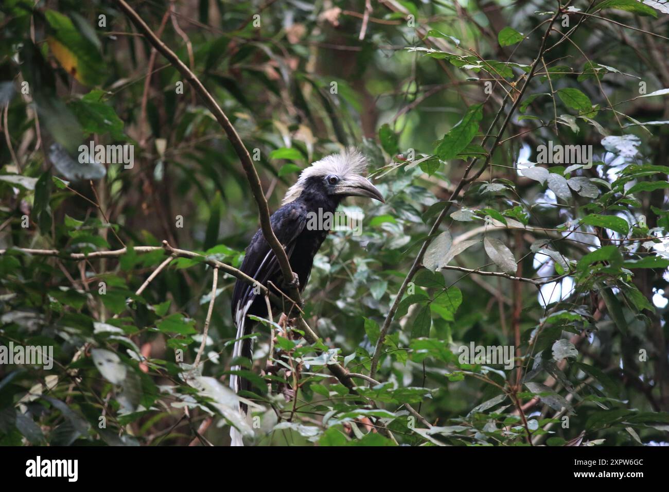 Le bec de corne à couronne blanche (Berenicornis comatus), également connu sous le nom de bec de corne à crête longue ou bec de corne à crête blanche. Cette photo a été prise en Thaïlande Banque D'Images