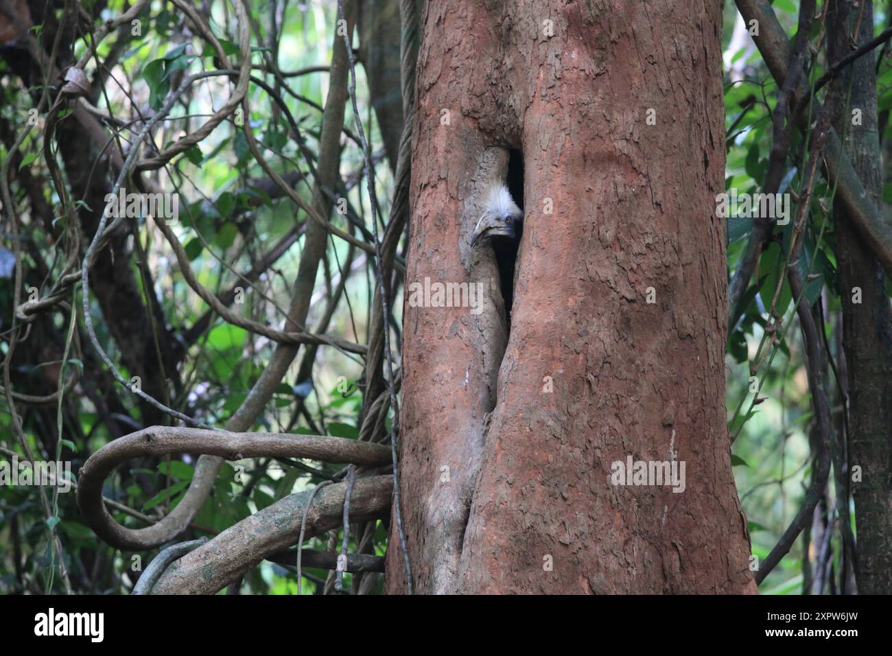 Le bec de corne à couronne blanche (Berenicornis comatus), également connu sous le nom de bec de corne à crête longue ou bec de corne à crête blanche. Cette photo a été prise en Thaïlande Banque D'Images