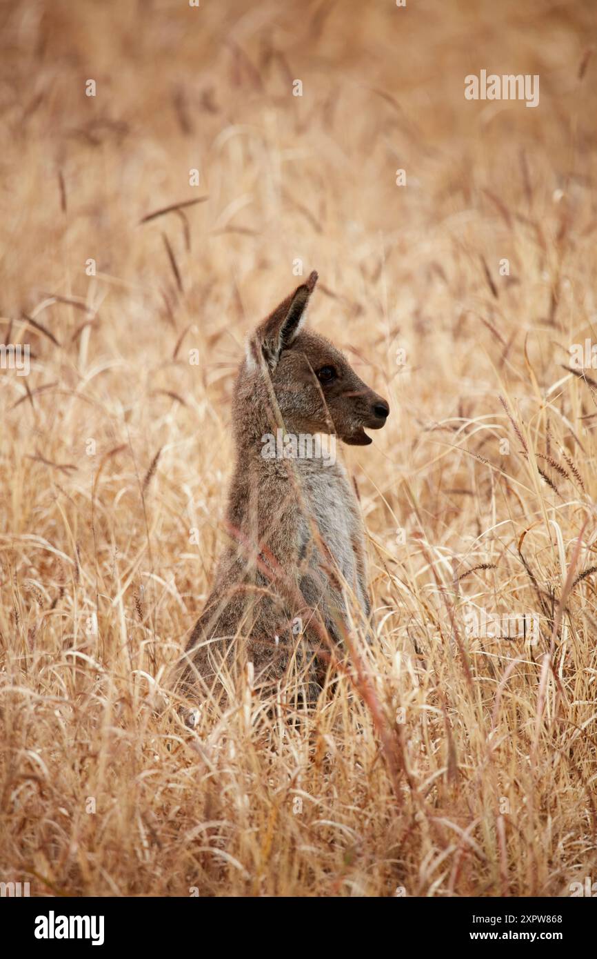 Kangourou gris (Macropus giganteus), Mitchell, Queensland, Australie Banque D'Images