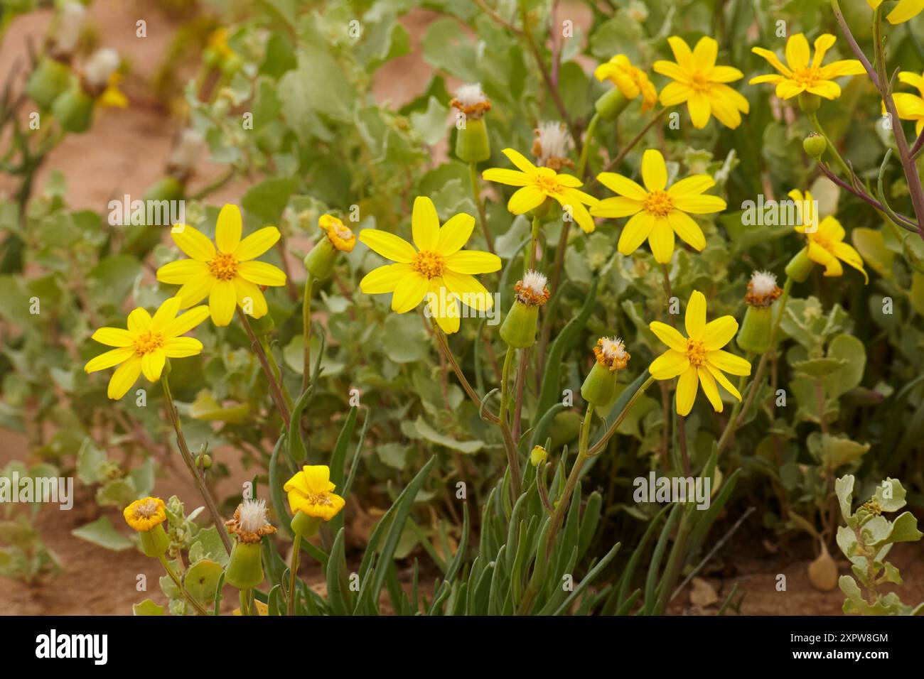 Annual Yellowtop (Senecio gregorii), Strzelecki Track, Outback Australie méridionale, Australie Banque D'Images