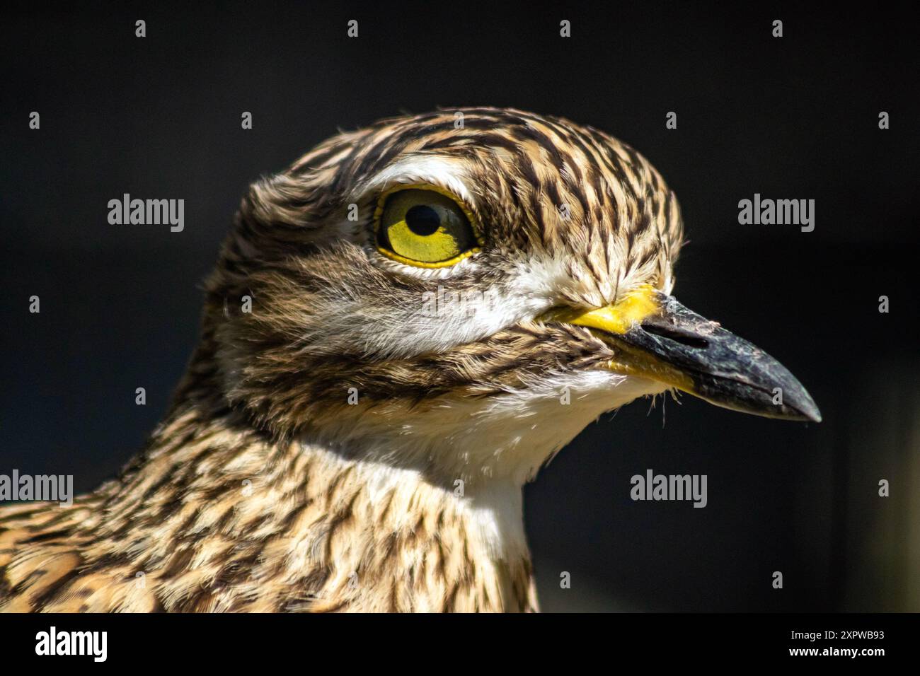 Genou épais tacheté, Burhinus capensis, également connu sous le nom de dikkop tacheté ou Cap épais-genou Banque D'Images