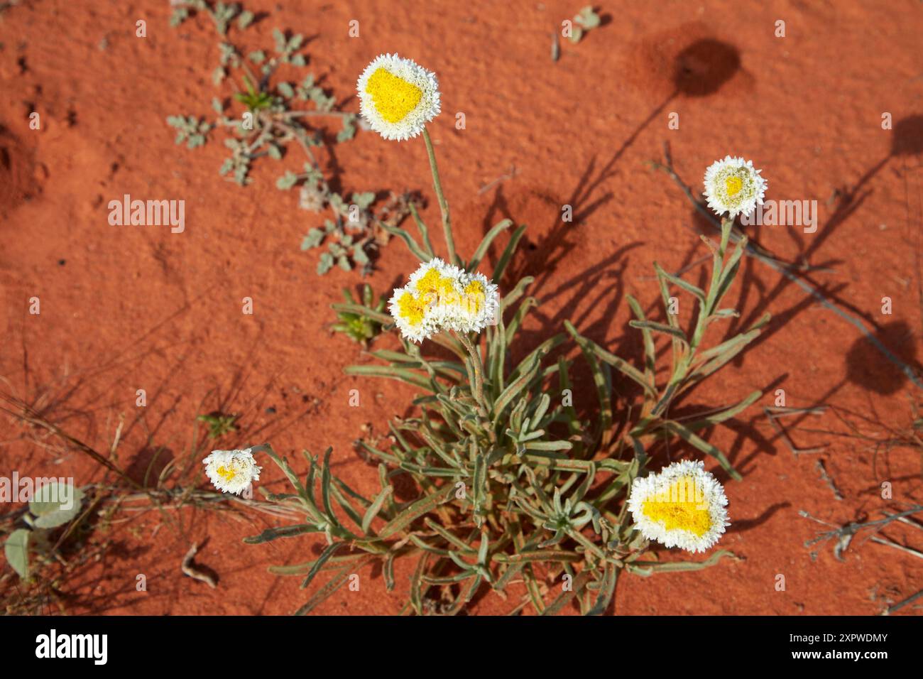 Marguerites aux œufs pochés (Polycalymma stuartii), parc national du désert de Munga-Thirri–Simpson, désert de Simpson, outback Australie méridionale, Australie Banque D'Images