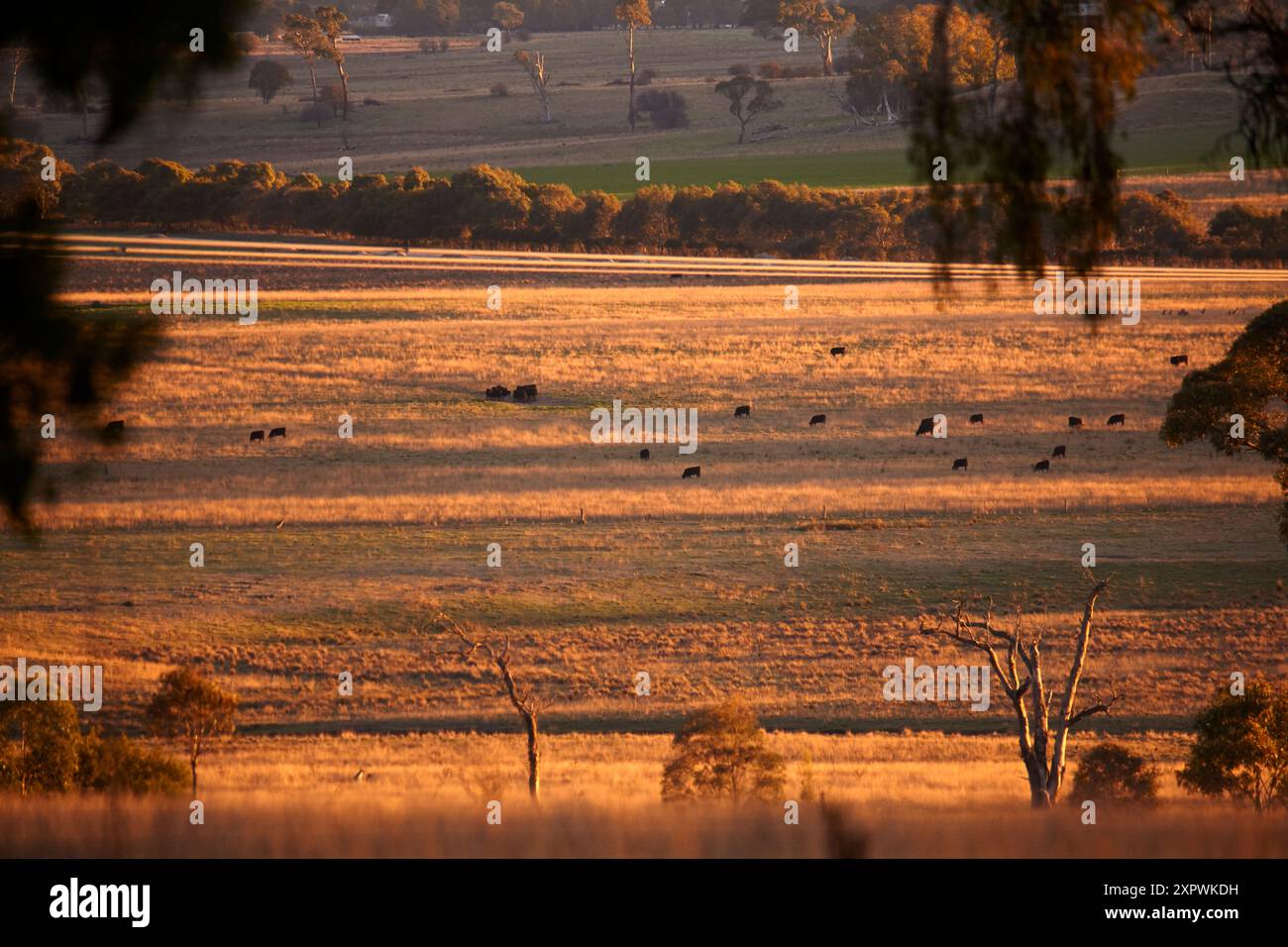 Lumière tardive sur des terres agricoles, près d'Armidale, Nouvelle-Galles du Sud, Australie Banque D'Images