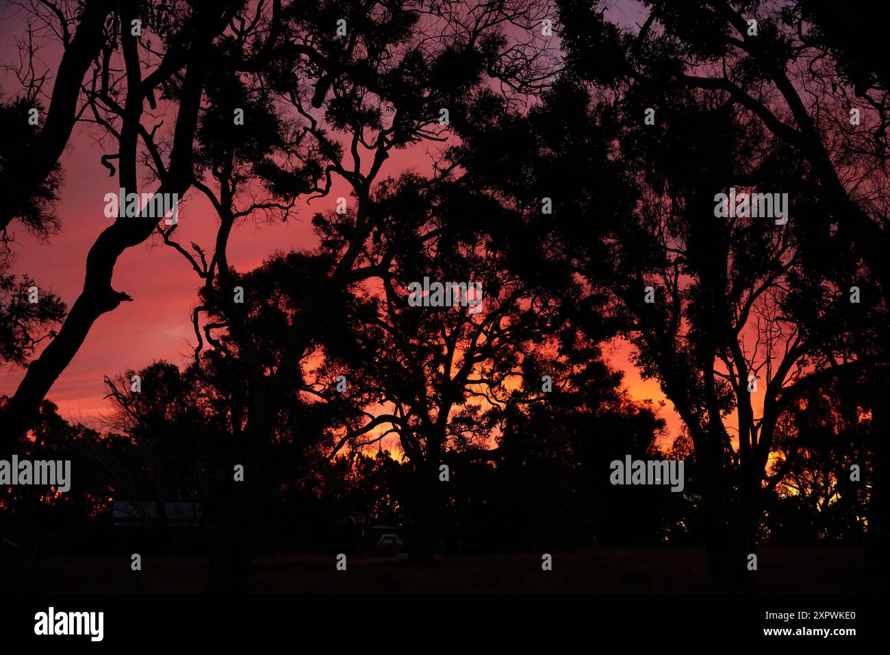 Coucher de soleil à travers les gommiers, Armidale, Nouvelle-Galles du Sud, Australie Banque D'Images