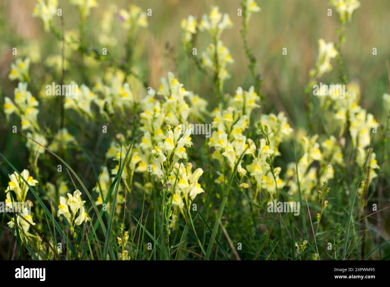 Commune toadflax, Linaria vulgaris prairie fleurs jaunes gros plan sélectif Banque D'Images