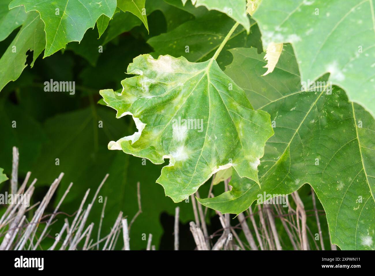Feuille d'arbre verte malade avec bords séchés en gros plan Banque D'Images
