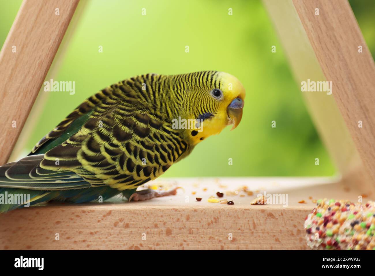 Perroquet pour animaux de compagnie. Mignon budgerigar et gâteau d'oiseau sur mangeoire en bois Banque D'Images