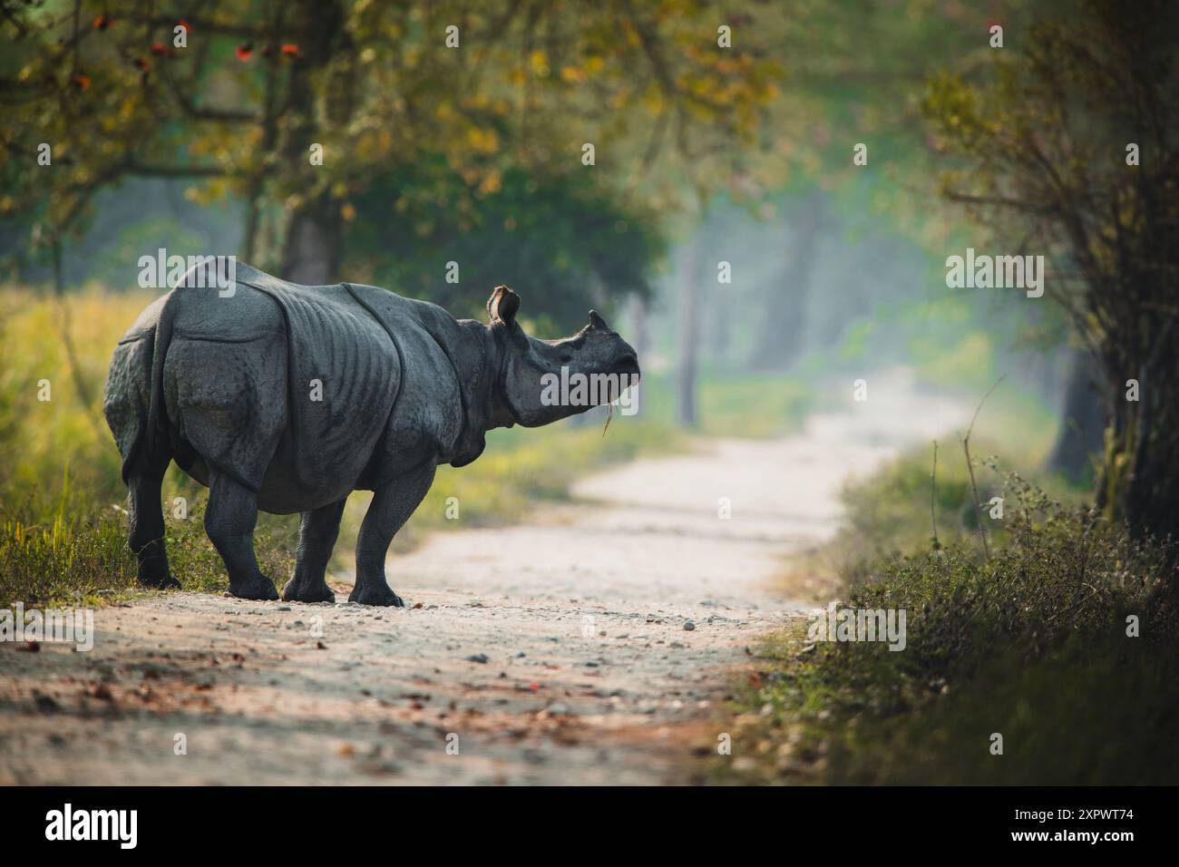 un rhinocéros à cornes de kaziranga assam Banque D'Images