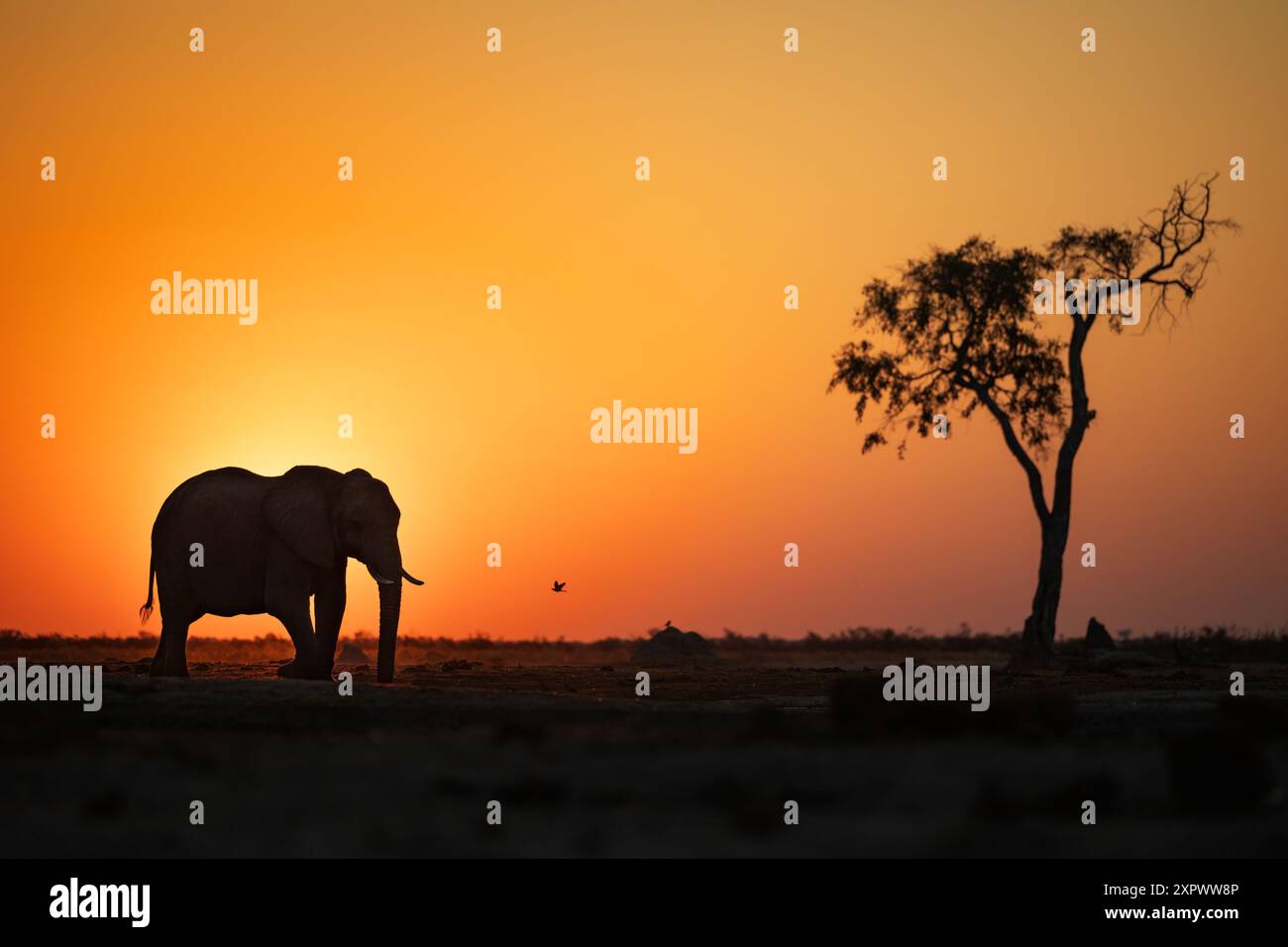 Éléphant buvant au trou d'eau de Marabou Pan faisant une grande silhouette contre le soleil couchant, meilleure lumière, Savute Chobe Nationalpark, Botswana, Afrique Banque D'Images