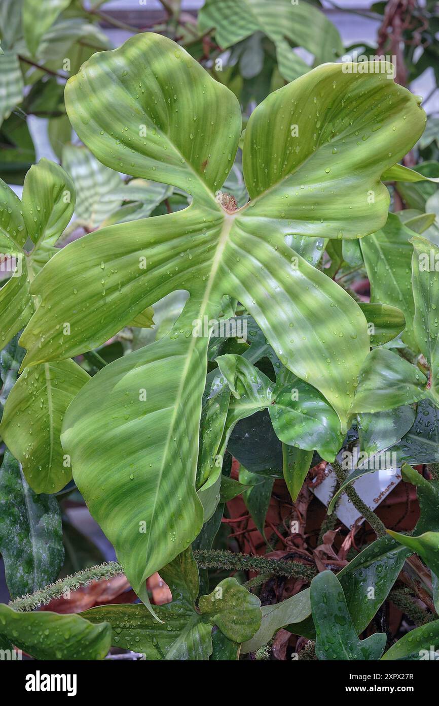 Philodendron squamiferum, Araceae. escalade vivace, plante ornementale, plante d'intérieur. Banque D'Images