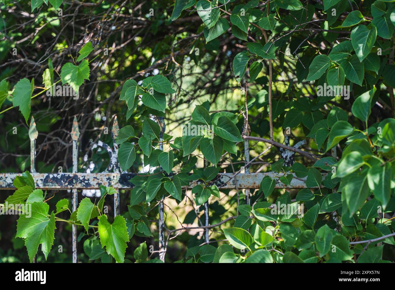 Clôture forgée en métal avec branches de raisin. Arrière-plan vert de la branche. Photo de haute qualité Banque D'Images