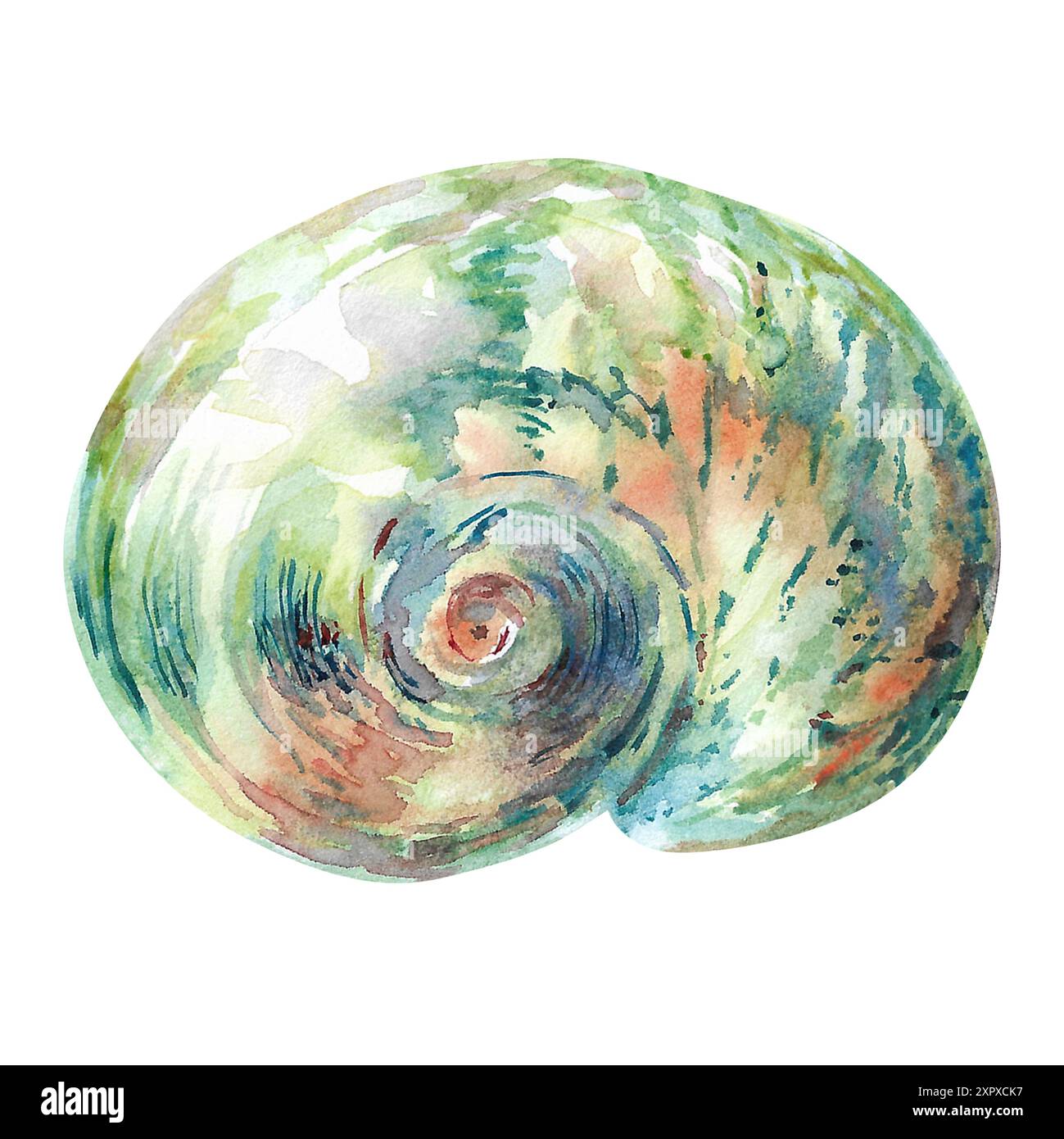Coquille isolat du monde sous-marin de la main dessinée à l'aquarelle. Turbo shell, Moon Sea shell de forme lisse, ronde, spirale avec bleu, vert, rouge, marron Banque D'Images