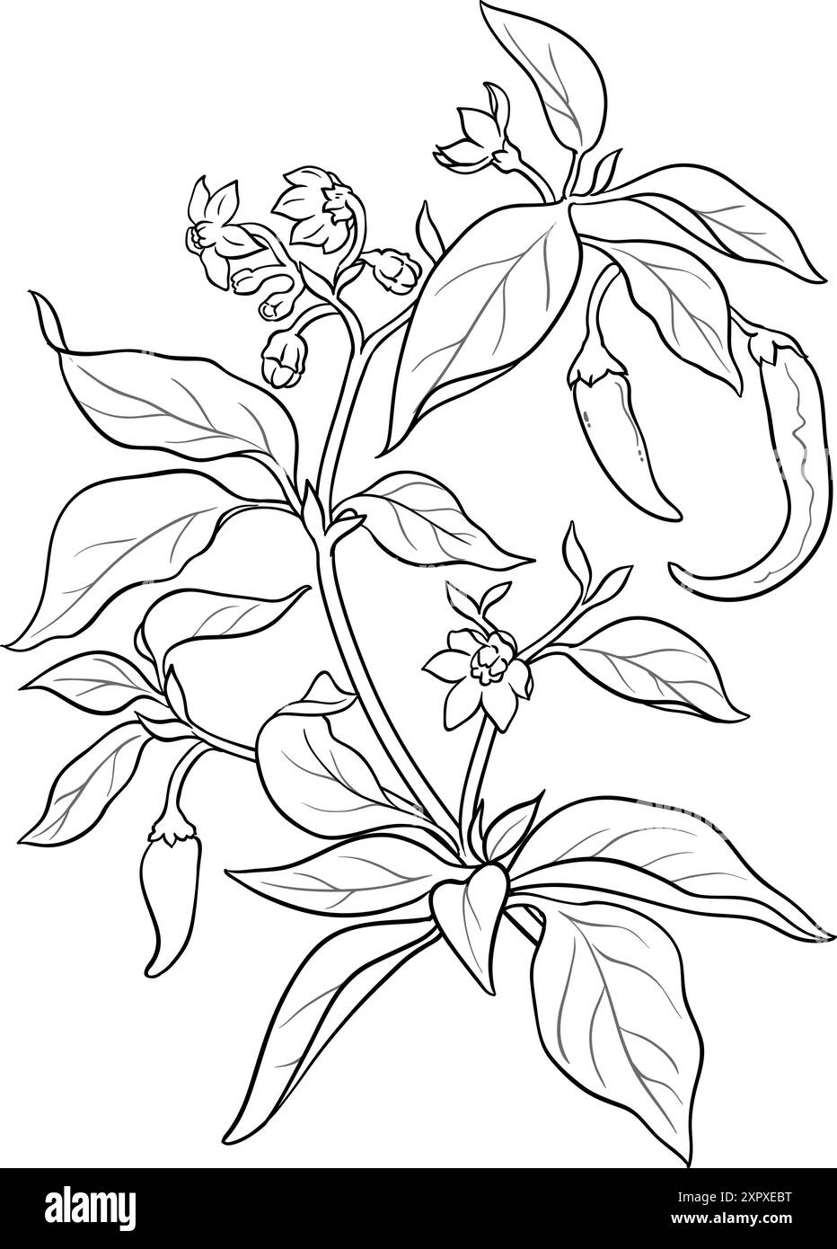 Illustration du contour de la plante de poivre de Cayenne Illustration de Vecteur