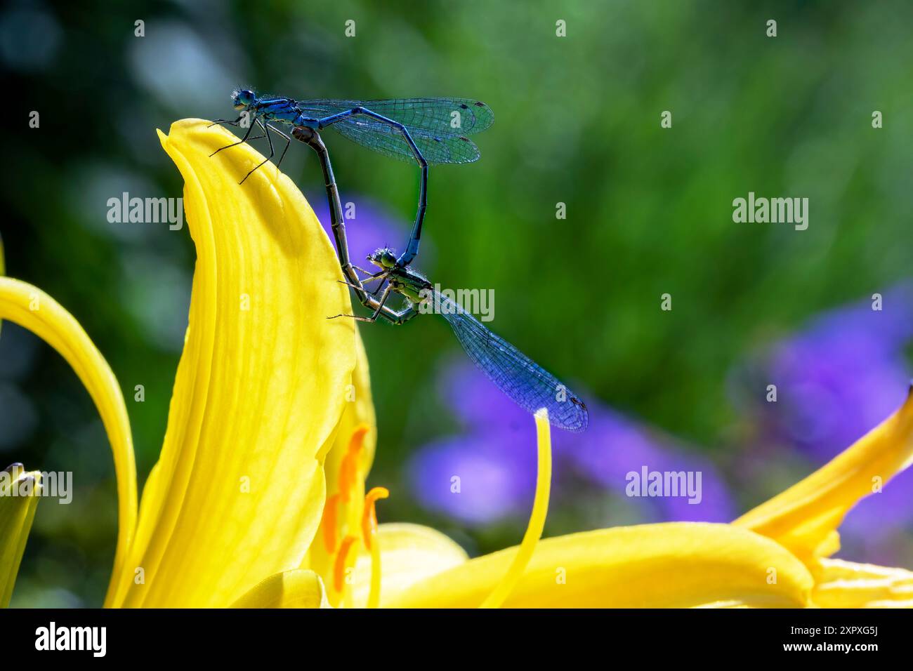 Côté détaillé sur l'image d'une paire de Damselflies bleues communes (Enallagma cyathigerum) dans une «roue d'accouplement» sur un iris jaune, à côté d'un étang de jardin. Banque D'Images