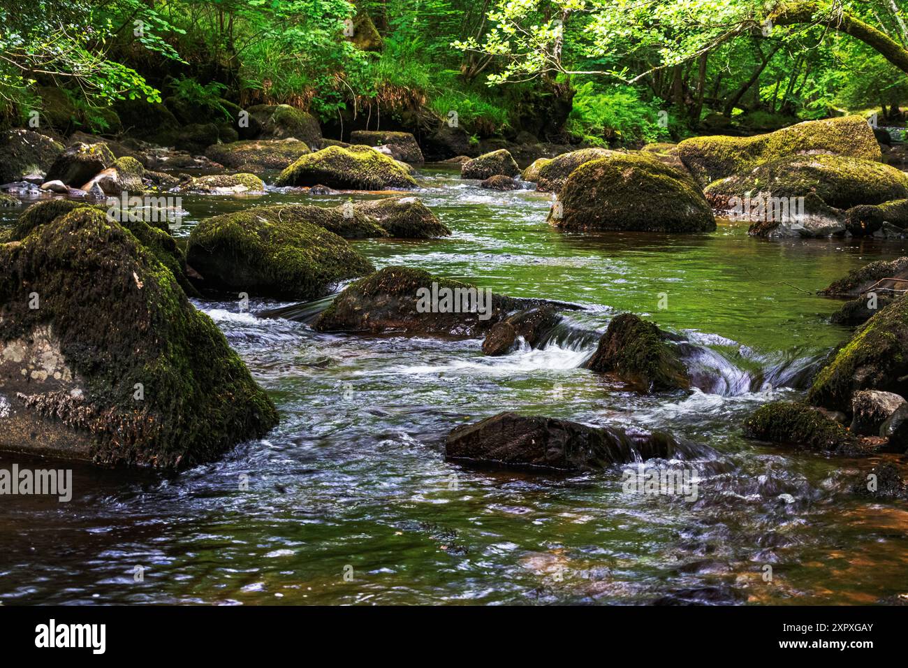 Luxuriante, printemps, vue sur la rivière Teign regardant en amont avec Gentle Flow, les rochers couverts de mousse et la canopée d'arbres. Banque D'Images