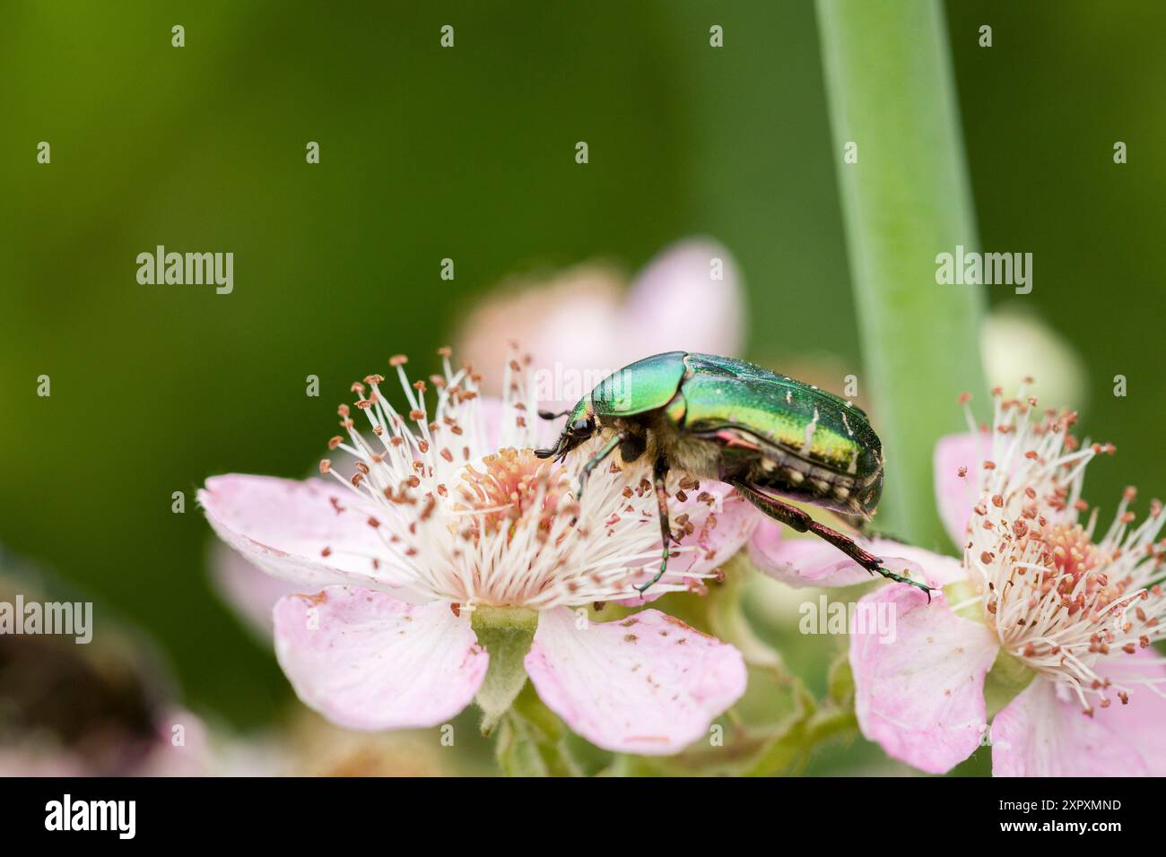 Coléoptère vert buvant du nectar sur une fleur de mûre Banque D'Images Coléoptère vert buvant du nectar sur une fleur de mûre Banque D'Images