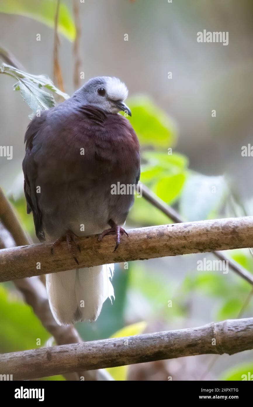 Colombe à poitrine violette, colombe à torse marron (Paraclaravis mondetoura, Claravis mondetoura), assise sur une branche dans une forêt tropicale montagneuse, G Banque D'Images