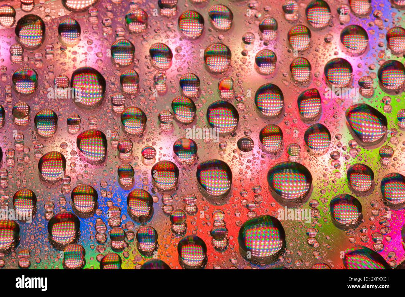 Gouttes d'eau sur un CD illuminé et brillant dans la lumière rose Banque D'Images