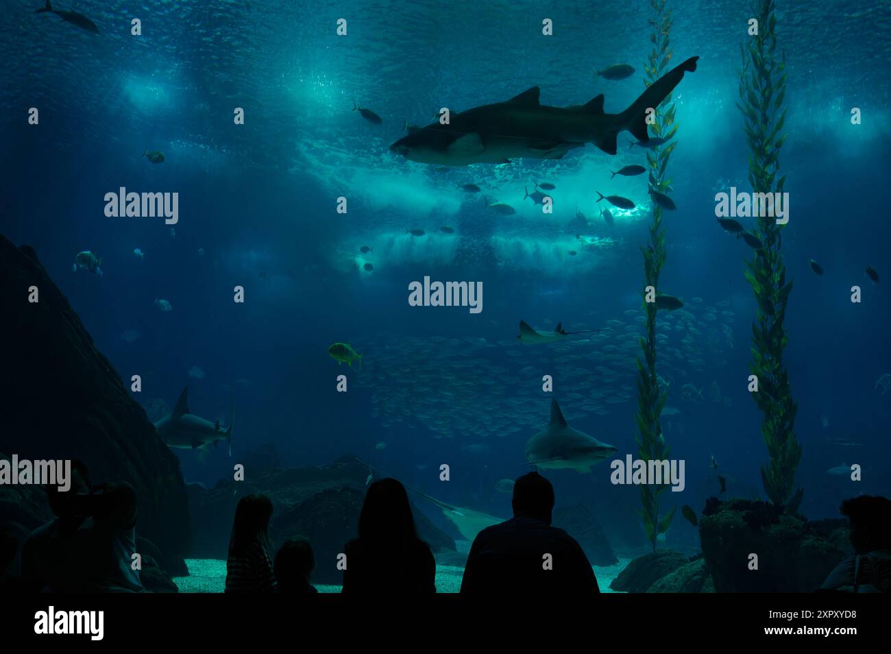 Une famille regarde avec émerveillement un requin glisse dans les eaux bleues profondes de l'Océanarium de Lisbonne Banque D'Images