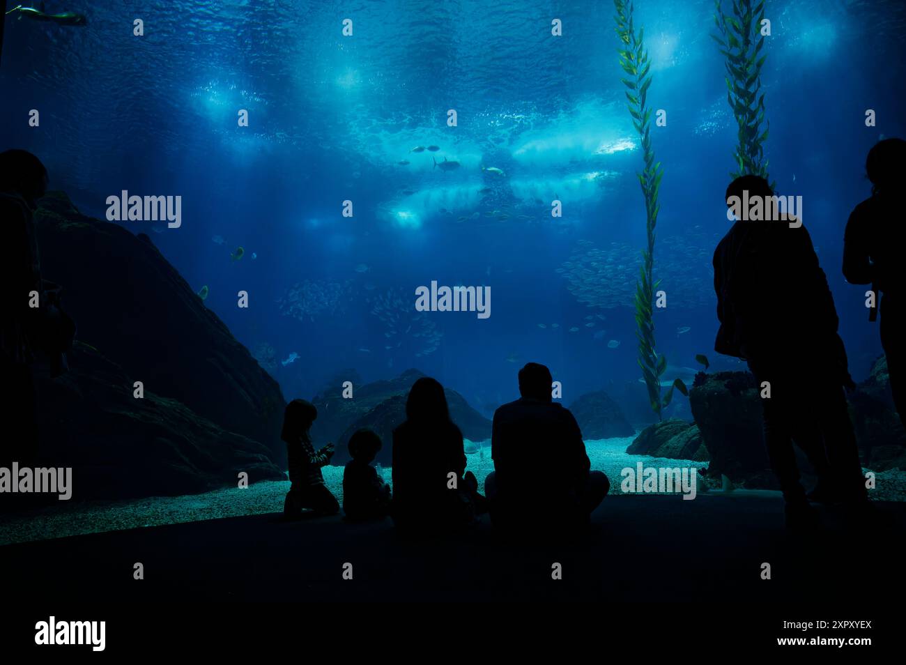 Une famille regarde avec émerveillement la vie marine nager gracieusement dans le vaste réservoir de l'Océanarium de Lisbonne Banque D'Images