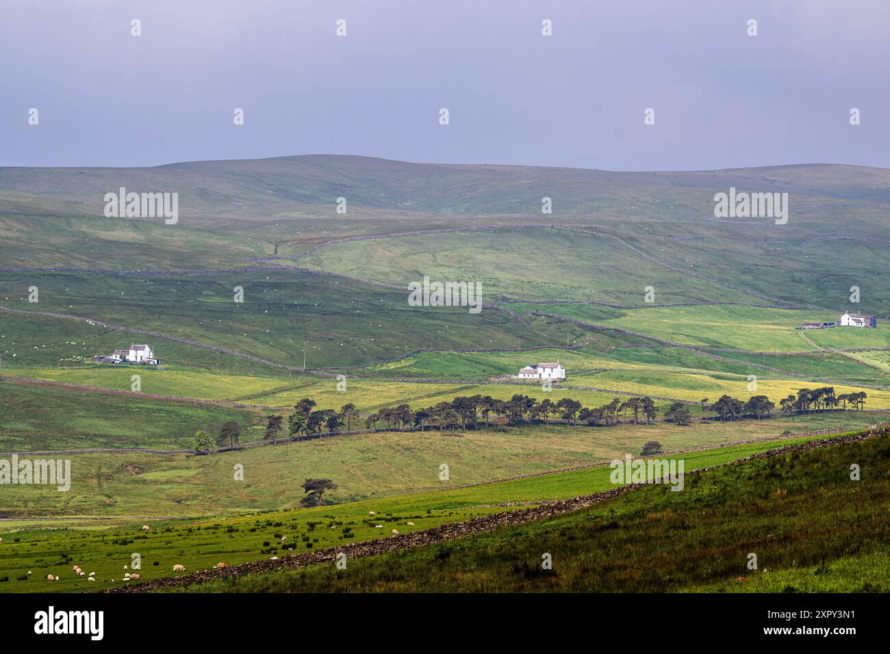 Fermes sur Upper Teesdale et River Tees, village de Forest-in-Teesdale, comté de Durham et Cumbria, Angleterre, Royaume-Uni Banque D'Images